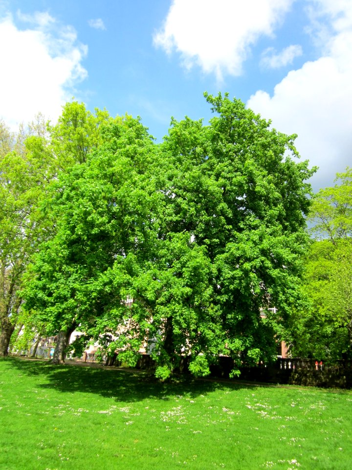 20130507Spitzahorn_Staden1