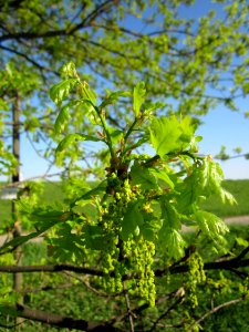 20130425Eiche_Hockenheim02