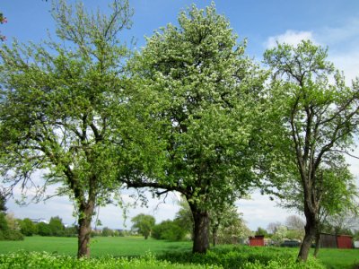 20130429Birne_Hockenheim03