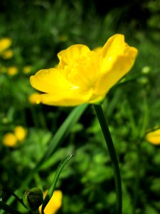 20130508Ranunculus_repens2