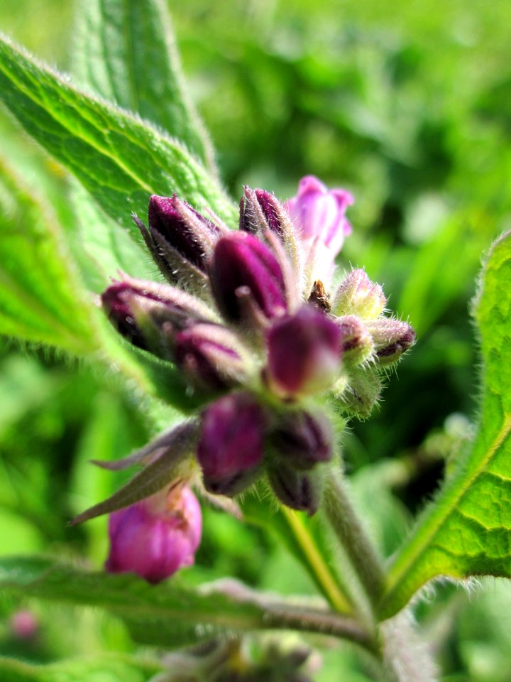 20130429Beinwell_Horststuecker6