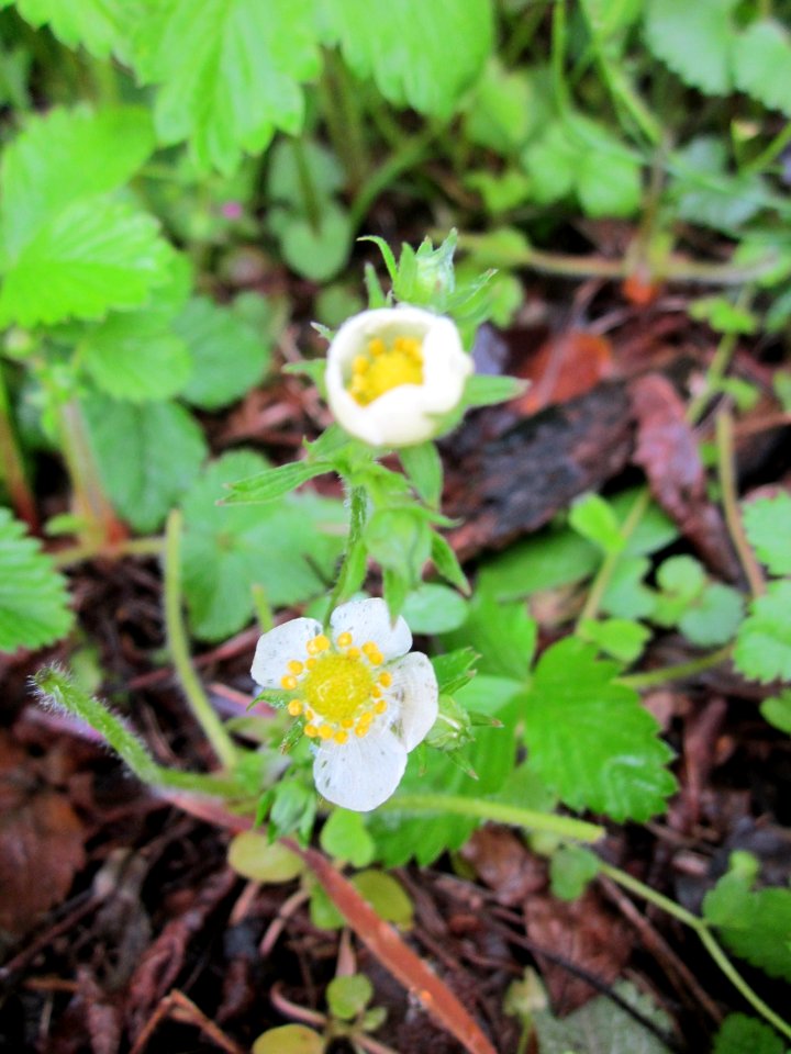 20130504Erdebeeren_Schwetzinger_Hardt2