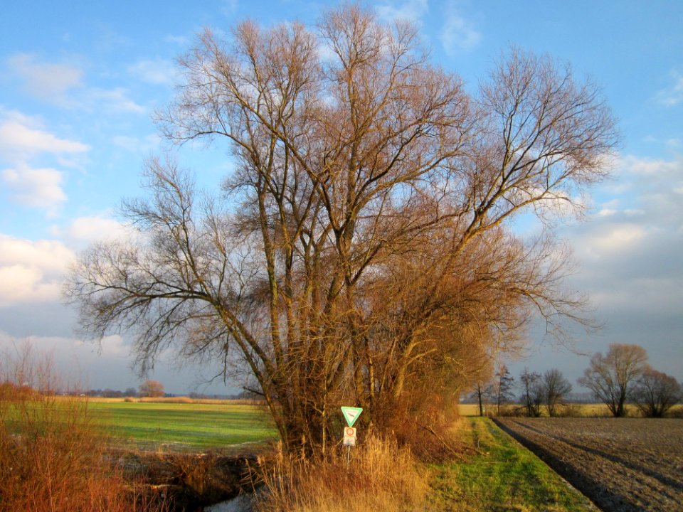 20130114Matthaeuswiesen4