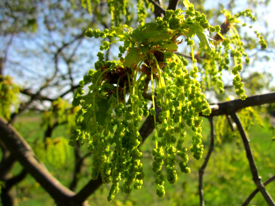 20130425Eiche_Hockenheim08
