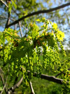20130425Eiche_Hockenheim09