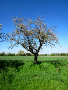 20130425Apfel_Hockenheim1