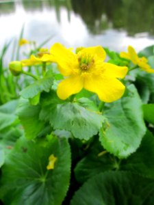 20130504Caltha_palustris2