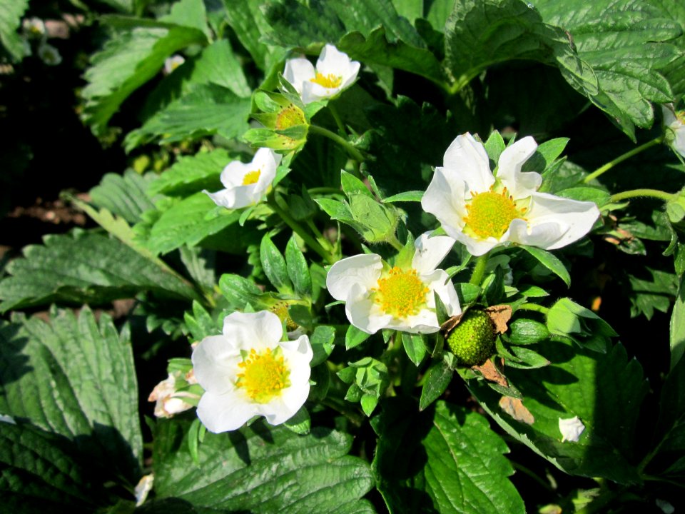 20130505Erdbeeren_Reilingen2
