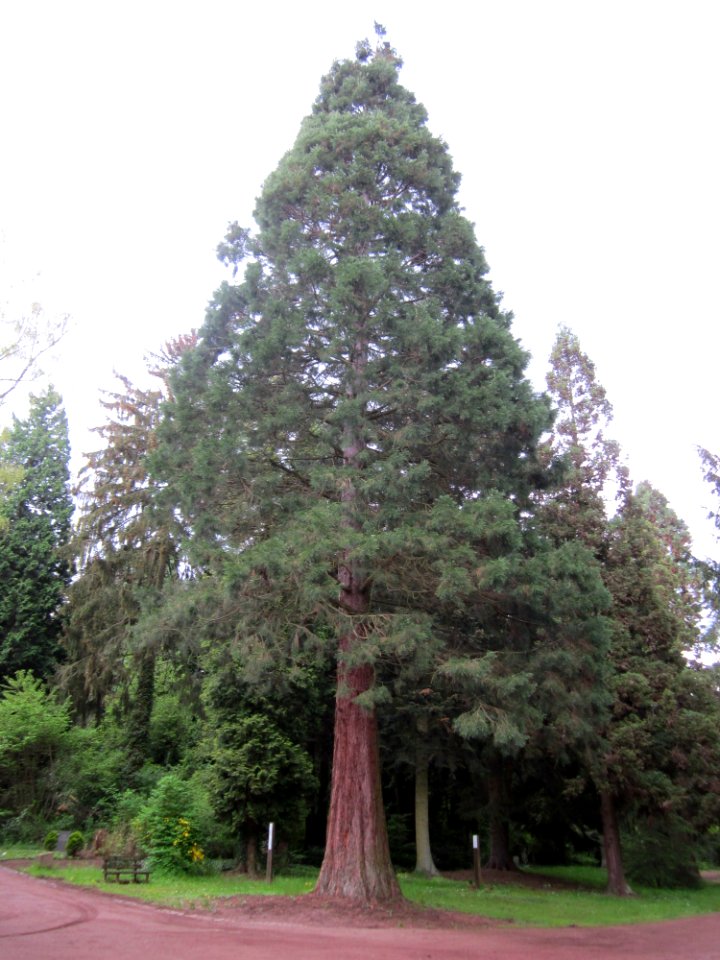 20130509Sequoiadendron_giganteum