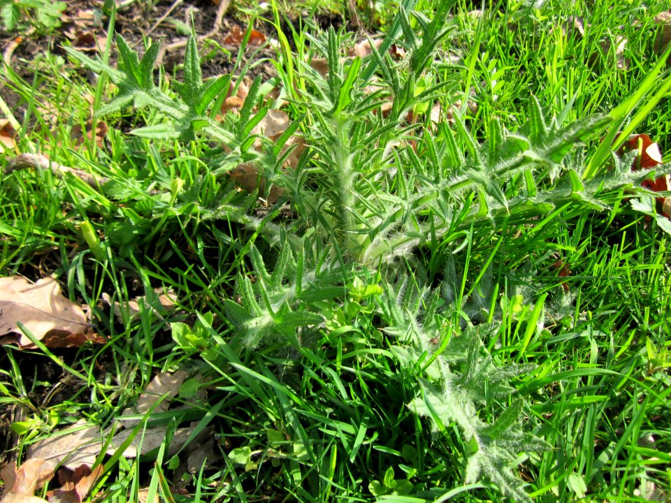 20130429Carduus_acanthoides3