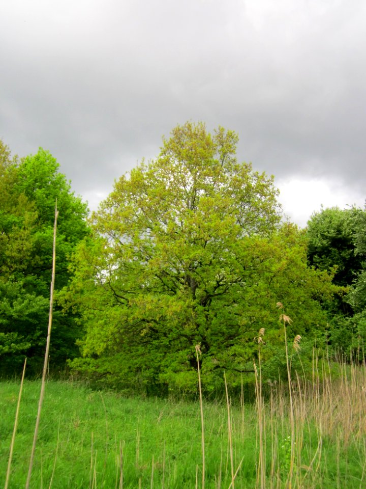 20130509Habsterwiesen_Saarbruecken02