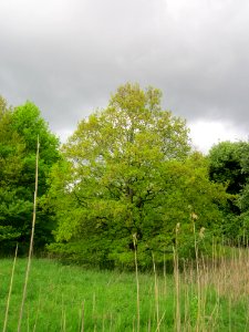 20130509Habsterwiesen_Saarbruecken02