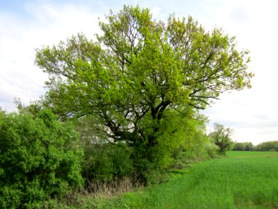 20130429Eiche_Hockenheim4