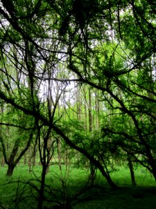 20130509Habsterwiesen_Saarbruecken07