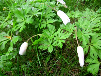 20130427Anemone_blanda2