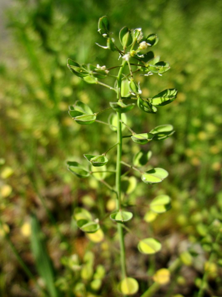 20130425Hockenheimer_Rheinbogen04