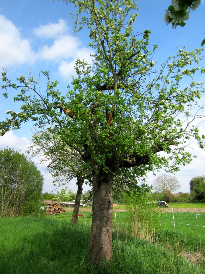 20130429Birne_Hockenheim06