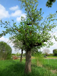 20130429Birne_Hockenheim06