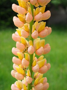 Yellow orange inflorescence