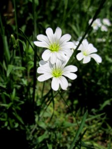 20130505Cerastium_arvense2
