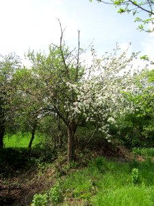 20130429Apfel_Hockenheim3