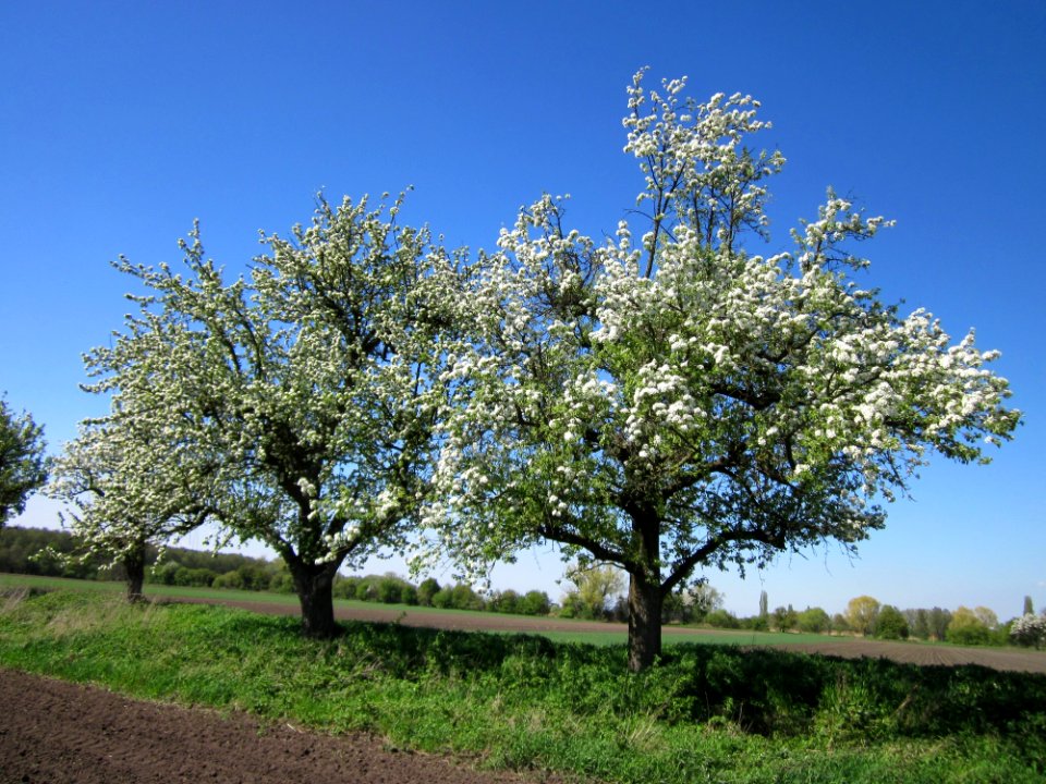 20130425Birne_Hockenheim6
