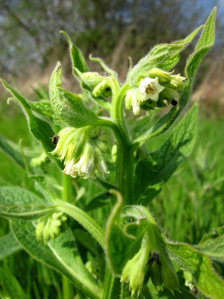 20130429Beinwell_Horststuecker8