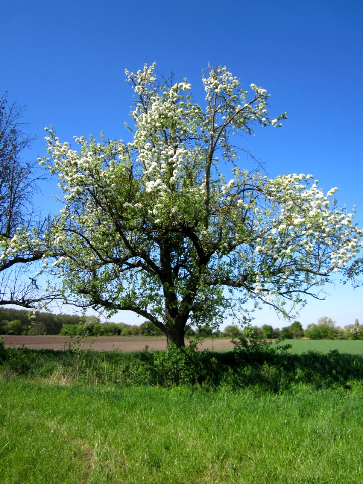 20130425Birne_Hockenheim4