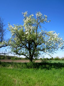 20130425Birne_Hockenheim4