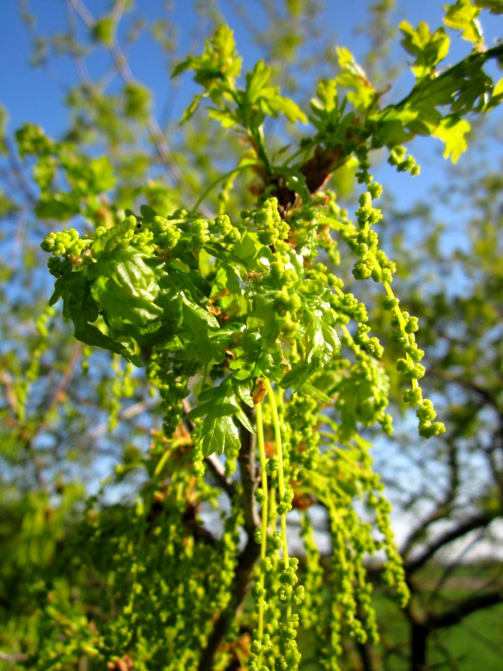 20130425Eiche_Hockenheim10