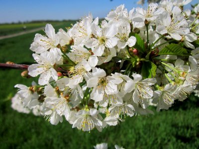 20130425Kirsche_Hockenheim7
