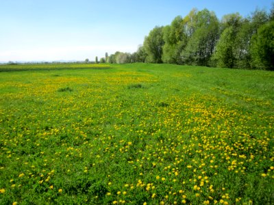 20130425Loewenzahn_Hockenheim1