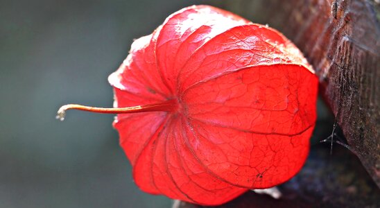 Pericarp flora nature