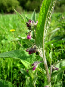 20130429Beinwell_Horststuecker5