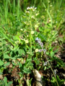 20130425Hockenheimer_Rheinbogen09