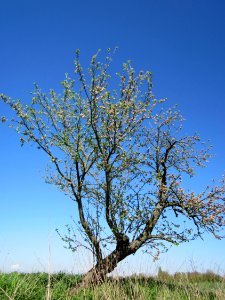 20130425Apfel_Hockenheim2