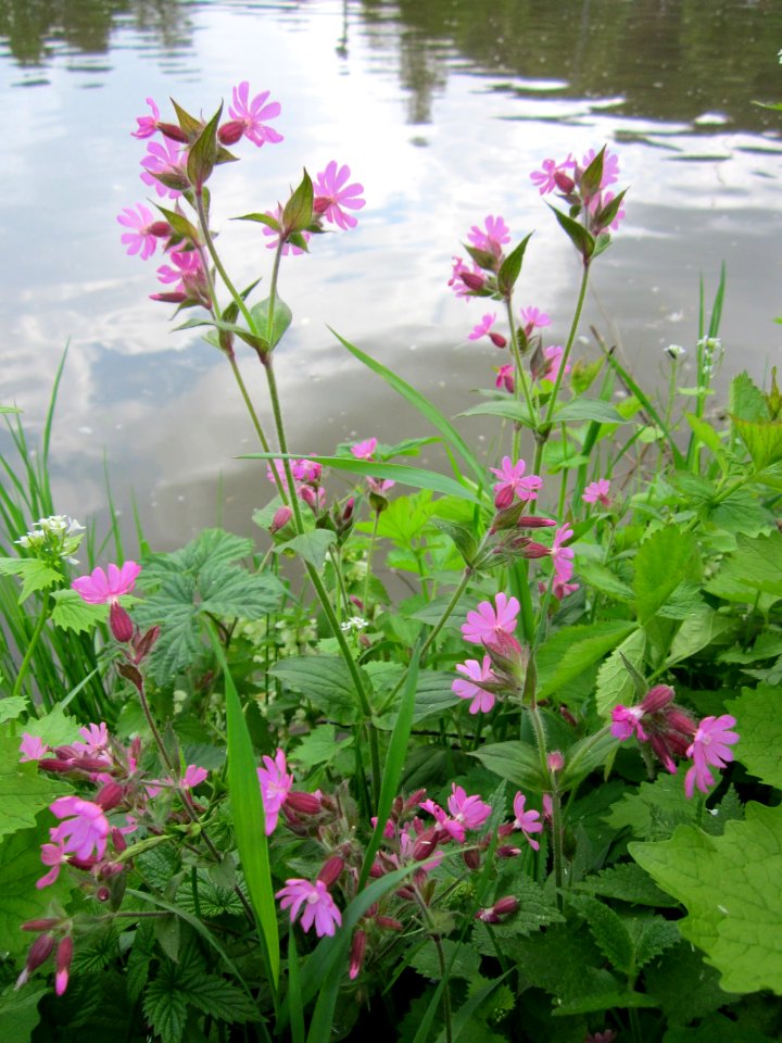 20130507Silene_dioica4