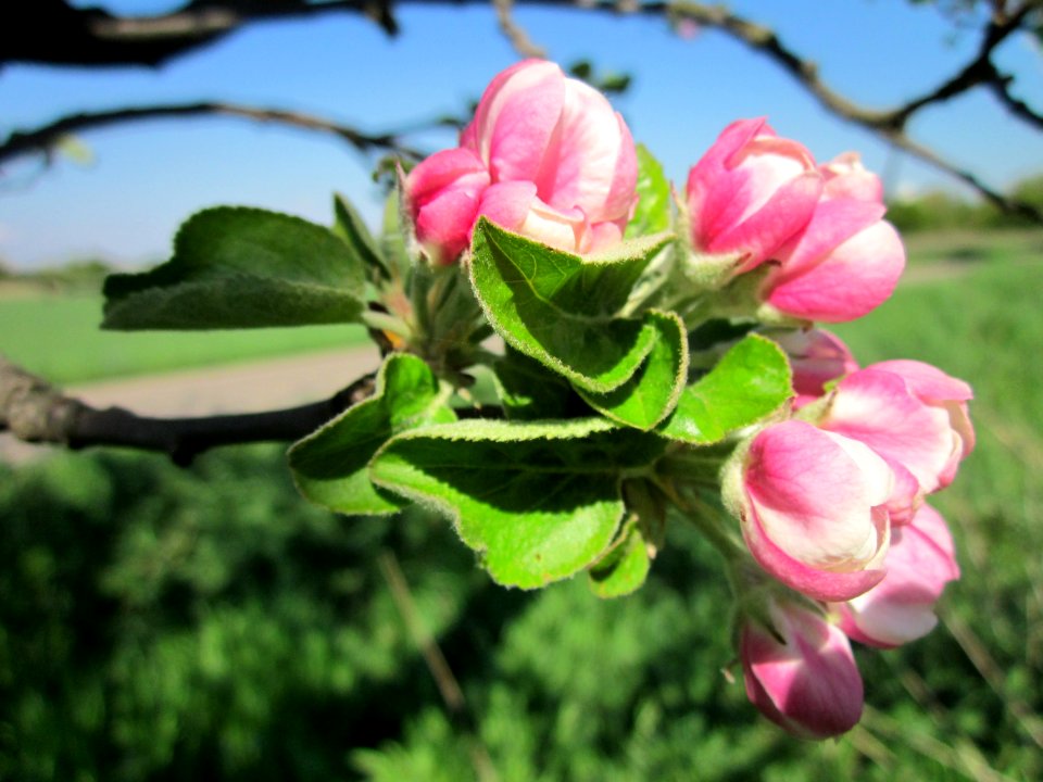 20130425Apfel_Hockenheim5
