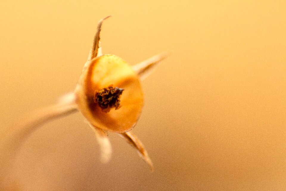 Nature detail macro