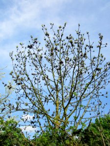 20130429Esche_Reilingen1