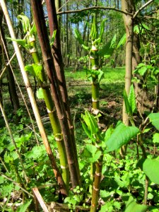 20130425Reynoutria_japonica1