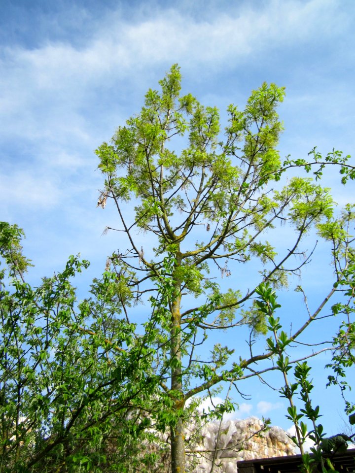 20130429Esche_Reilingen2