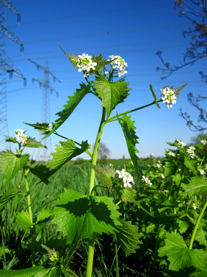 20130425Knoblauchsrauke_Hockenheim5