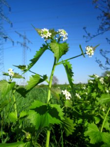 20130425Knoblauchsrauke_Hockenheim5