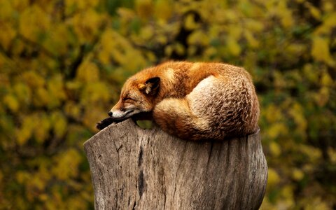 Relaxing red animal photo