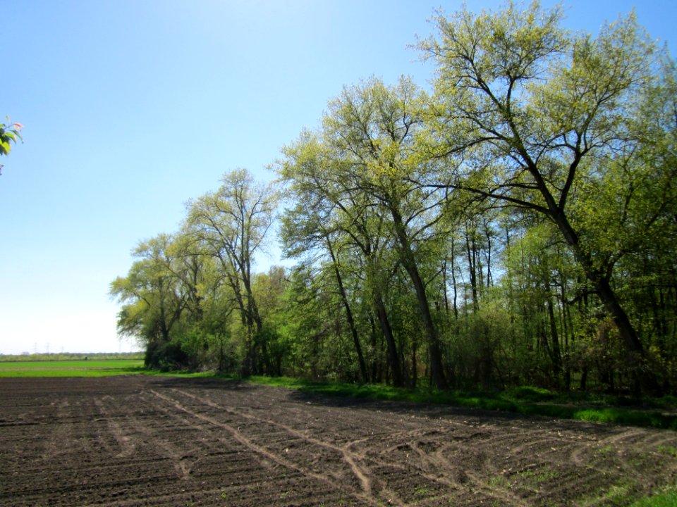 20130425Marlach01
