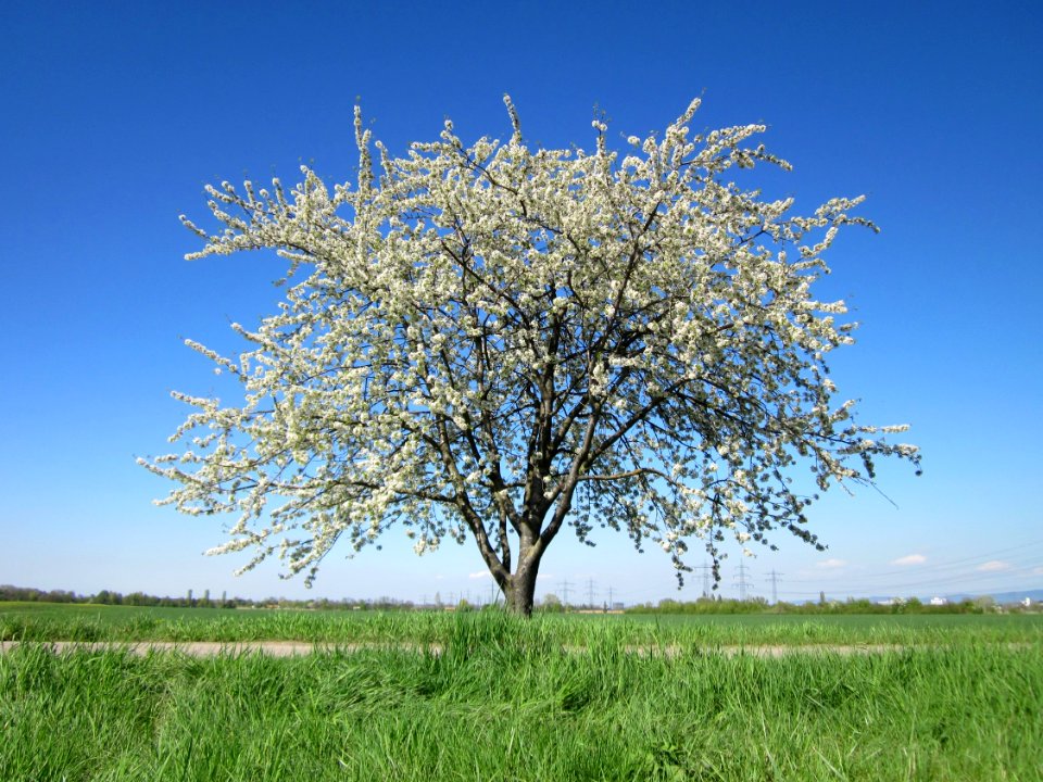 20130425Kirsche_Hockenheim8