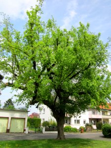 20130429Eschen-Ahorn_Hockenheim2