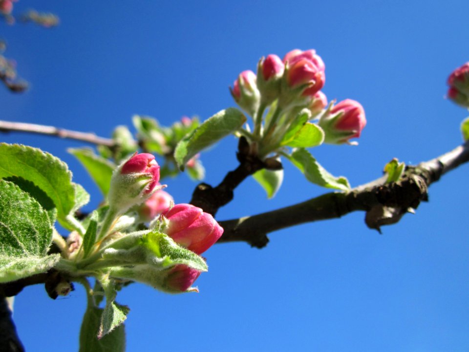 20130425Apfel_Hockenheim3