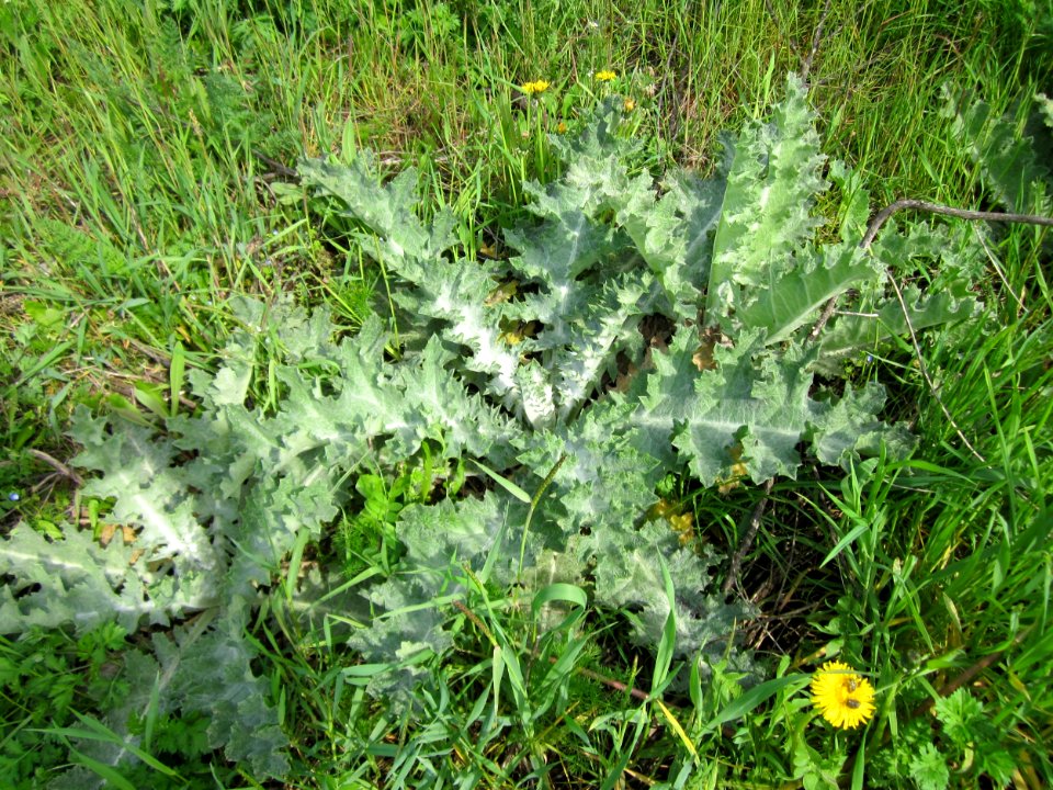 20130429Eselsdistel_Hockenheim2